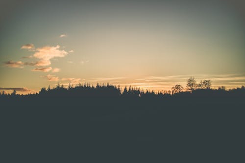 Foto De Forest Trees Under Calm Sky