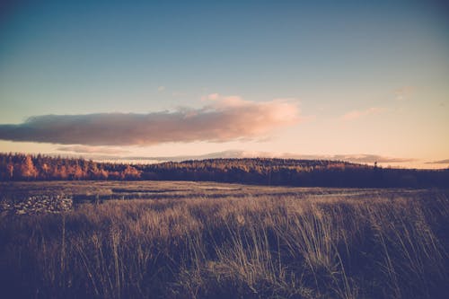 Sunset over autumn forest and field in countryside