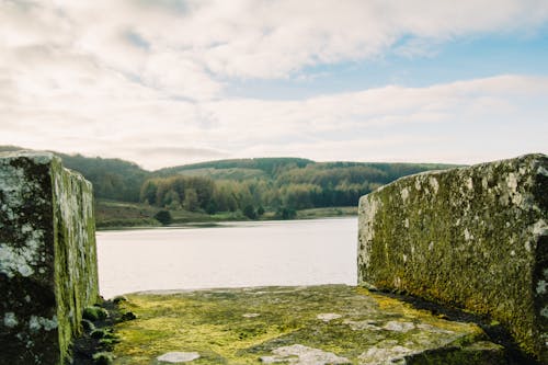 Free stock photo of calm waters, forest, reservoir