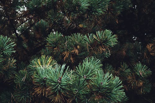 Free stock photo of green, trees, wilderness