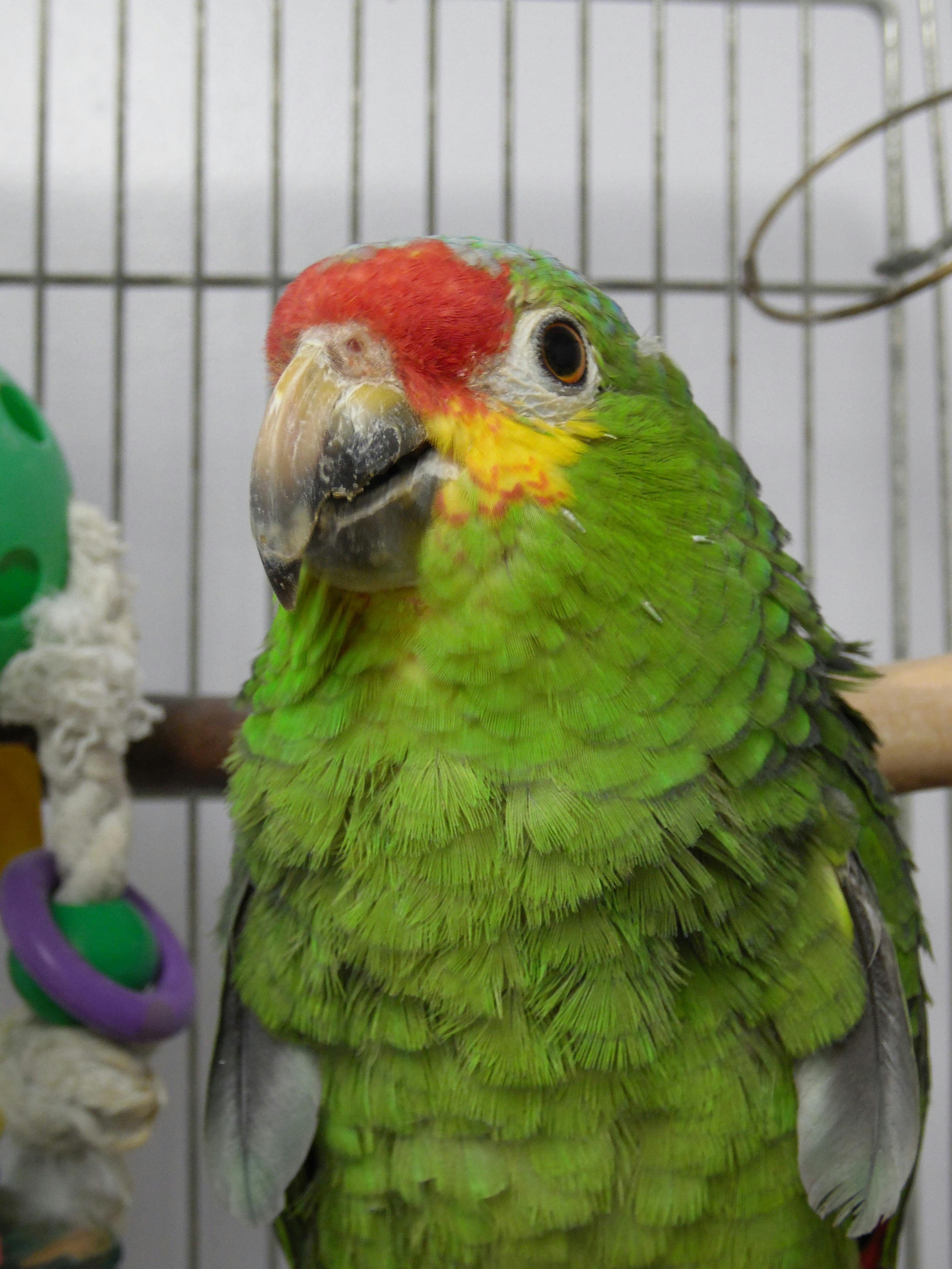 Free stock photo of amazon, parrot, Red Lored
