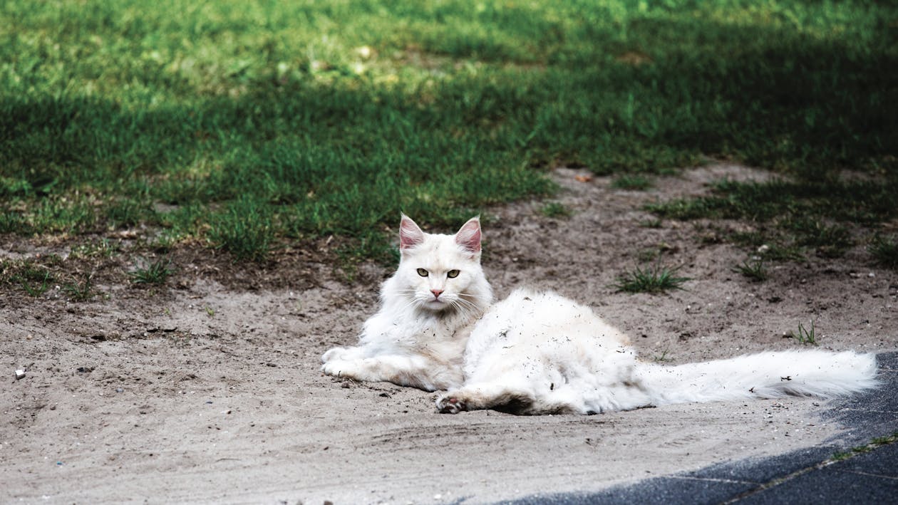 бесплатная Белая кошка на коричневом песчаном полу в дневное время Стоковое фото