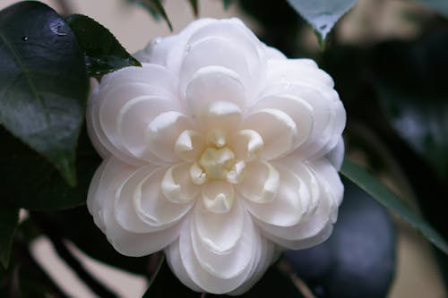白い花の無料の写真素材