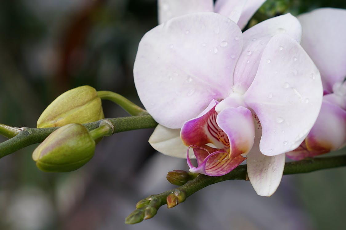 Free stock photo of orchid Stock Photo