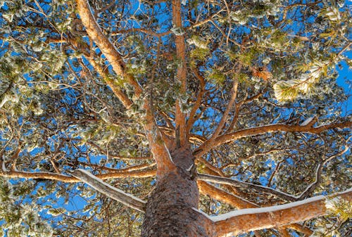 Kostenloses Stock Foto zu baum, low-angle-shot, natur