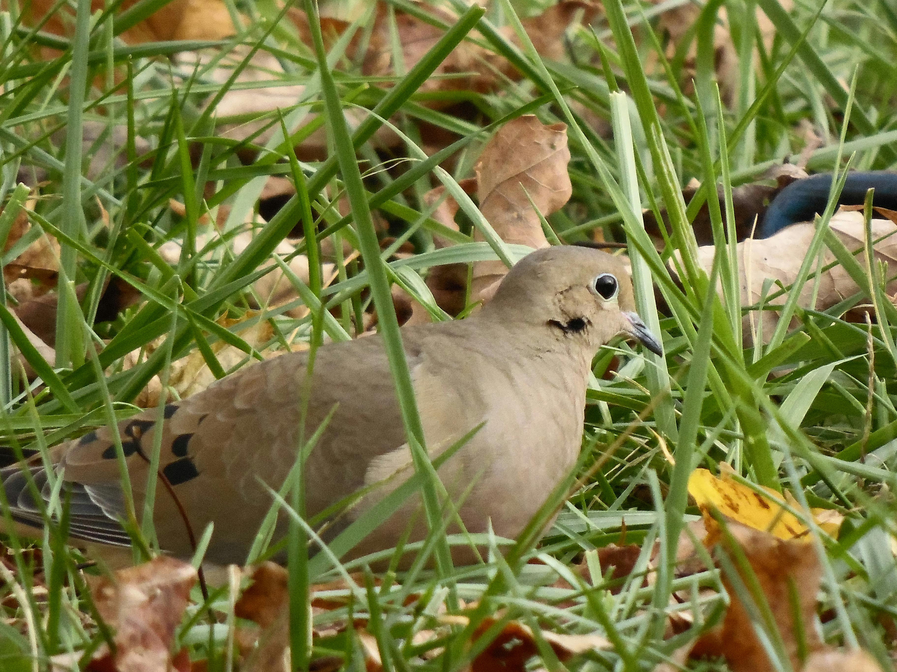 Free stock photo of dove, Morning Dove, nature