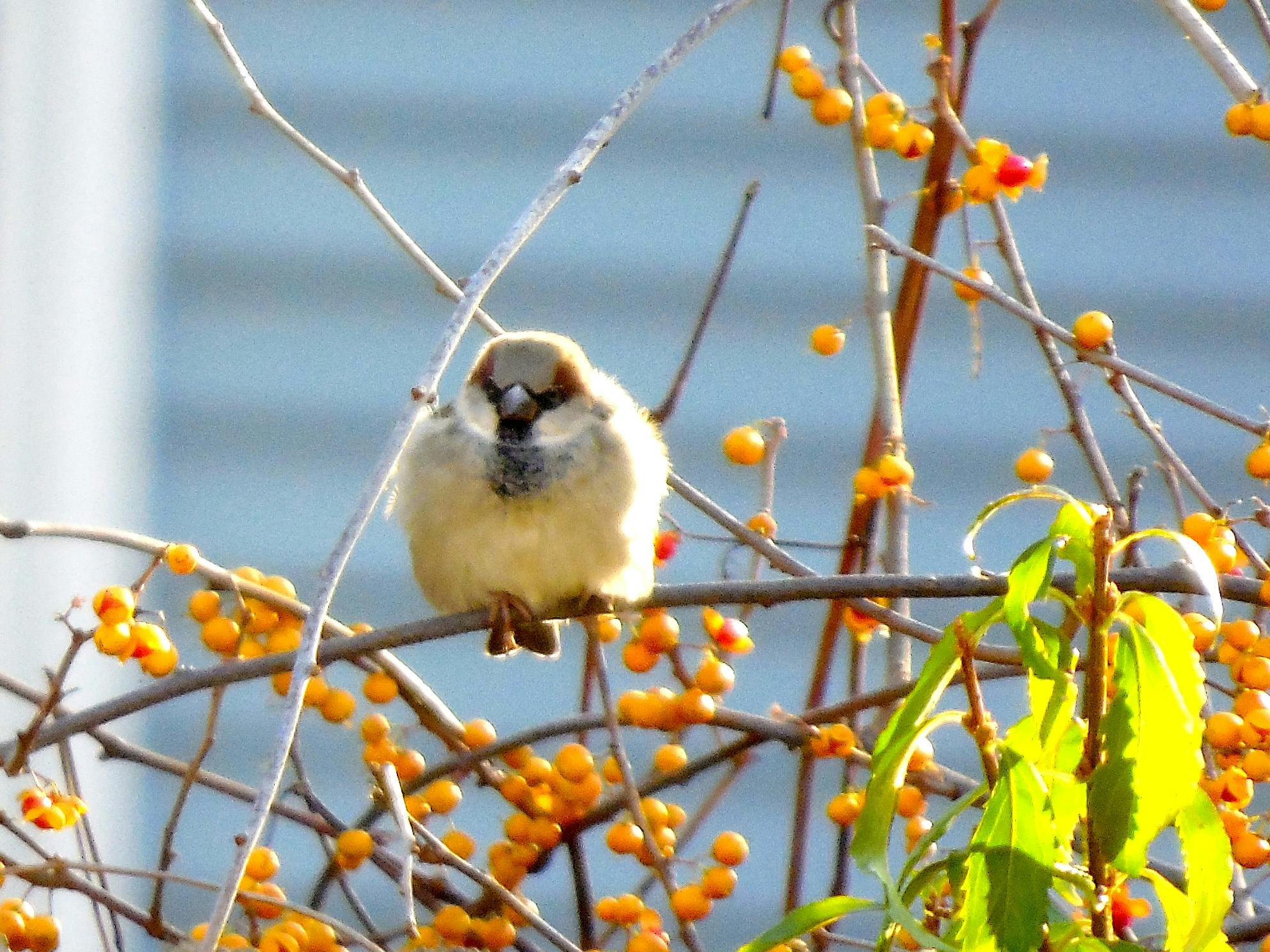 Free stock photo of nature, wild bird, wildlife