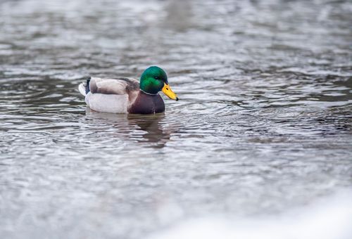 Free A male mallard duck gliding gracefully on a serene lake, showcasing its vibrant plumage. Stock Photo