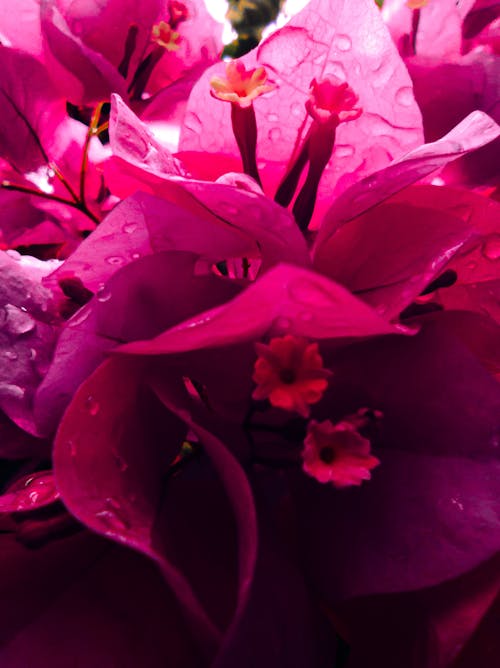 Бесплатное стоковое фото с paperflowers, бугенвиллея, вертикальный выстрел