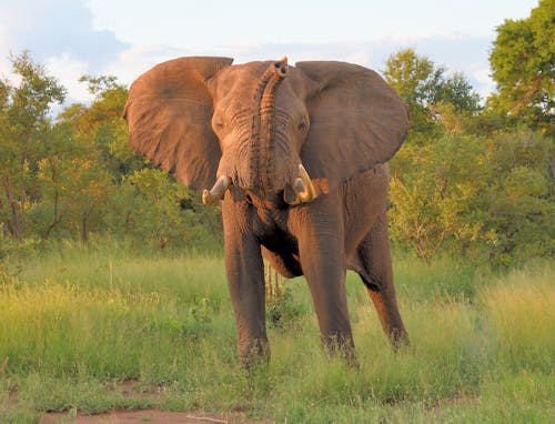 Foto stok gratis fotografi binatang, gading, gajah