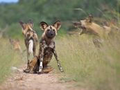 A Brown and Black Hyenas on Green Grass