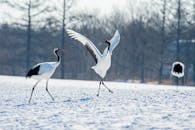 A White and Black Crane Birds on a Snow Covered Ground