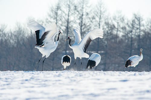 A Flock of Red-Crowned Crane Birds on Snow Covered Ground