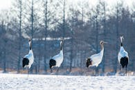 A White and Black Crane Birds on Snow Covered Ground