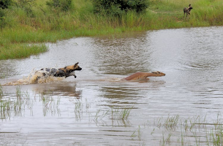 Hyena Chasing An Impala On Water