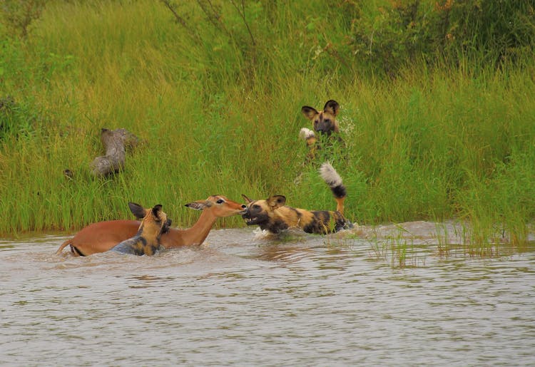 Wild Dogs Killing Impala