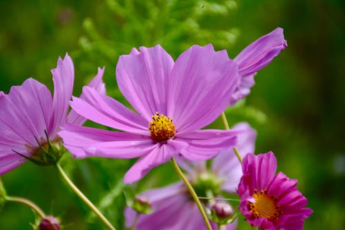 クローズアップ写真の紫色のコスモスの花