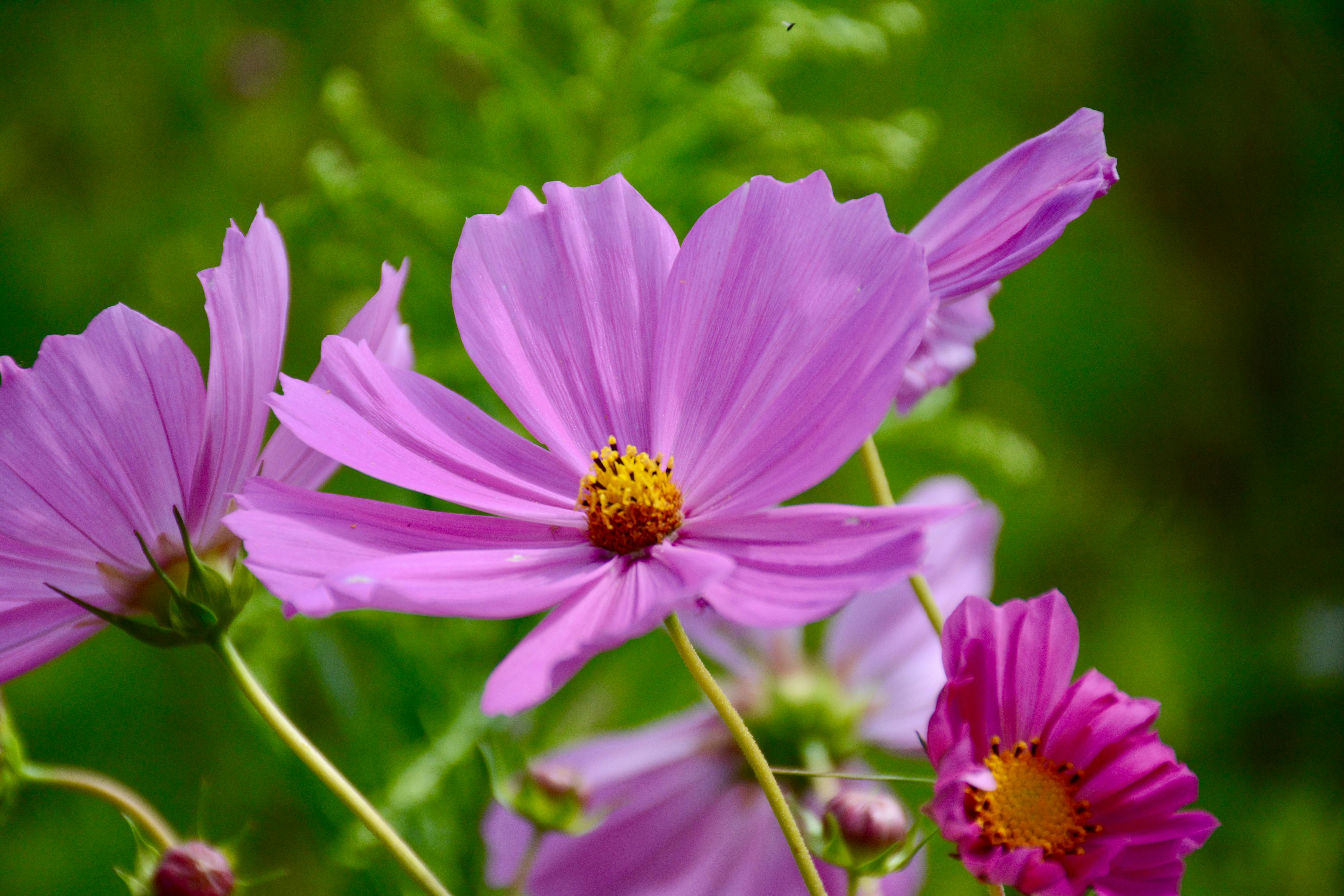 Purple Cosmos Flower In Closeup Photo · Free Stock Photo