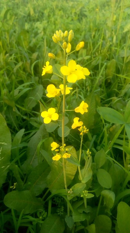Free stock photo of flower, golden yellow Stock Photo