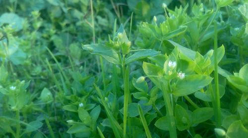 Free stock photo of small flower Stock Photo