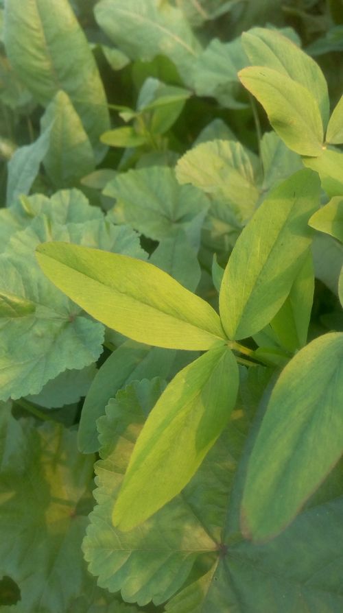 Free stock photo of leave, three patels leave Stock Photo