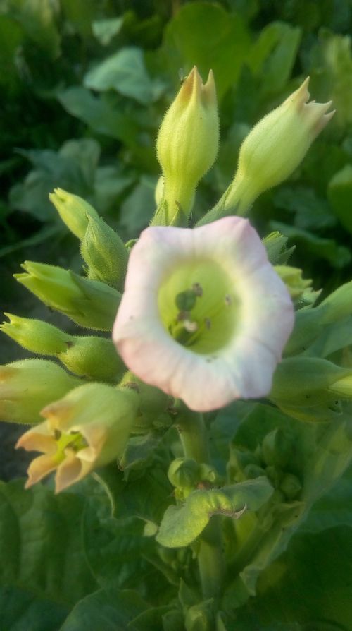Free stock photo of tumaco flower Stock Photo
