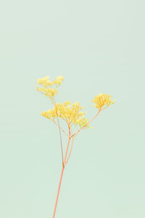 Plant with thin stem and yellow inflorescence on blue background