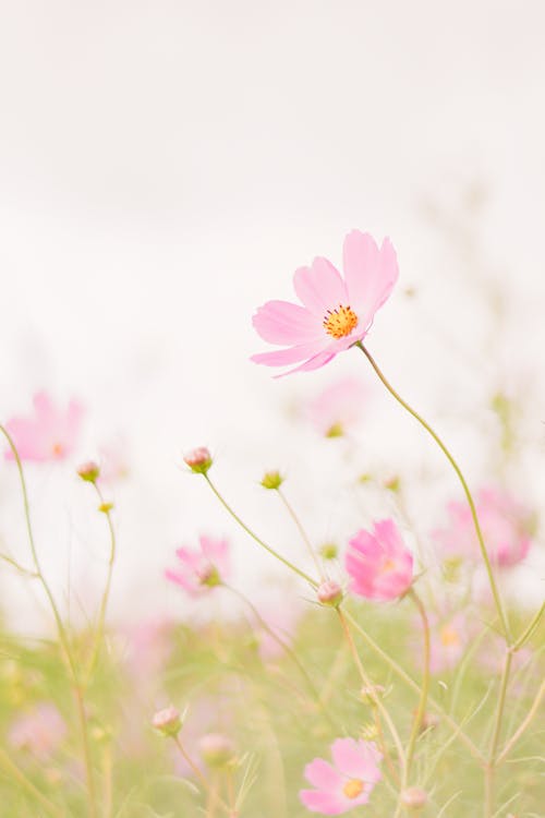 Free Fresh blooming pink garden cosmos flowers growing in green field in nature in daytime Stock Photo
