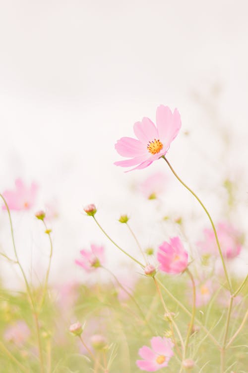 Δωρεάν στοκ φωτογραφιών με cosmos bipinnatus, ανάπτυξη, ανθίζω