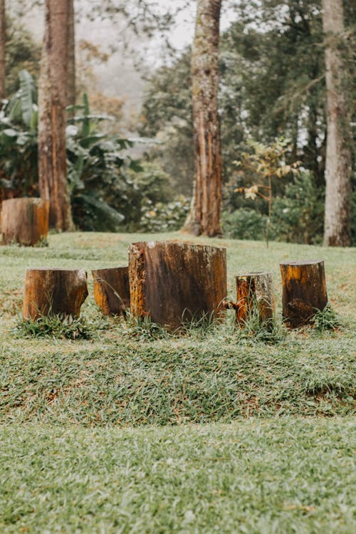 Free Brown Tree Stumps on Green Grass Stock Photo