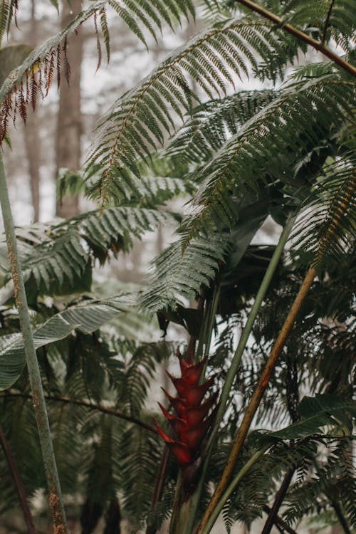 Základová fotografie zdarma na téma botanický, fauna, kapradina