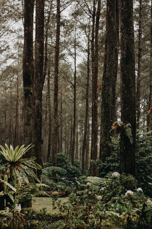 A Green Trees in the Forest