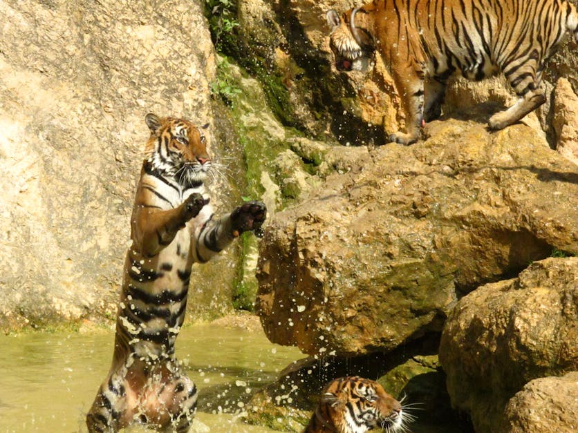 Free stock photo of thailand, tiger, wild animals
