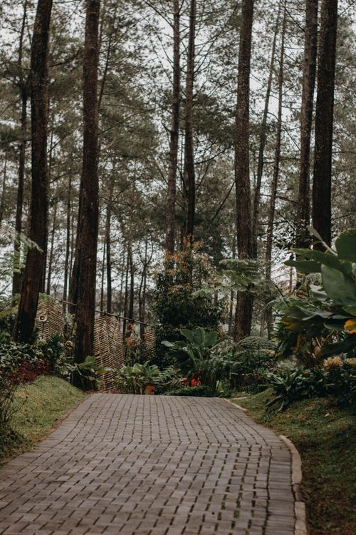 Free A peaceful wooded pathway surrounded by tall trees and dense foliage, creating a serene nature escape. Stock Photo