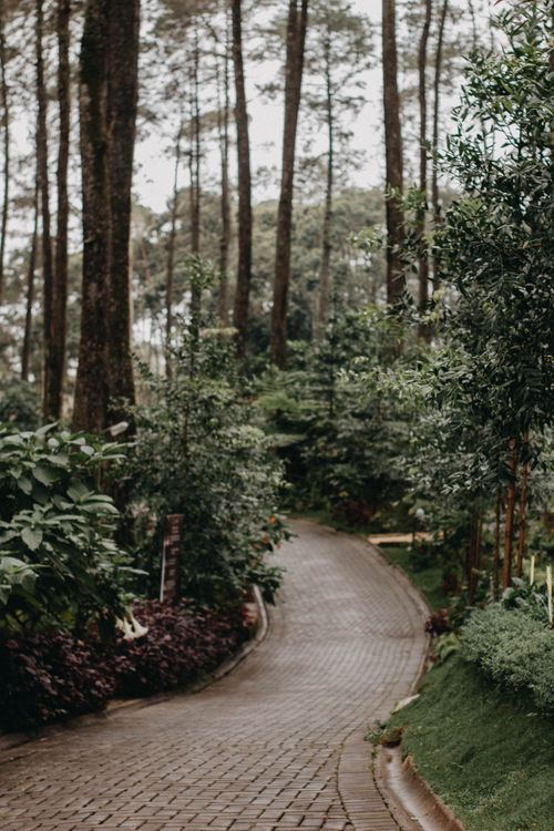 Free Peaceful forest scene with a winding paved pathway surrounded by tall trees and dense greenery. Stock Photo