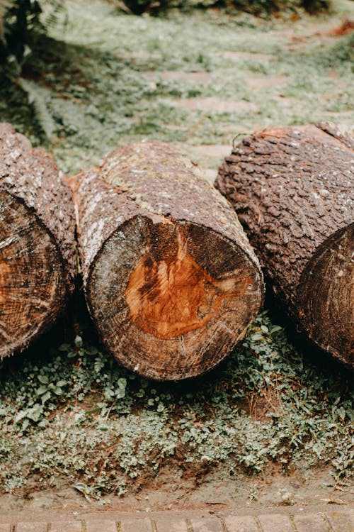 Foto stok gratis alami, batang pohon, hutan cacah