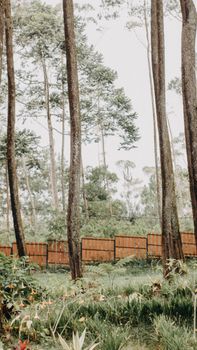 Tall forest trees with lush greenery and a wooden fence, captured outdoors in daylight.
