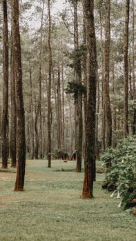 Tranquil pine forest landscape with a hidden campsite, evoking a peaceful spring atmosphere.