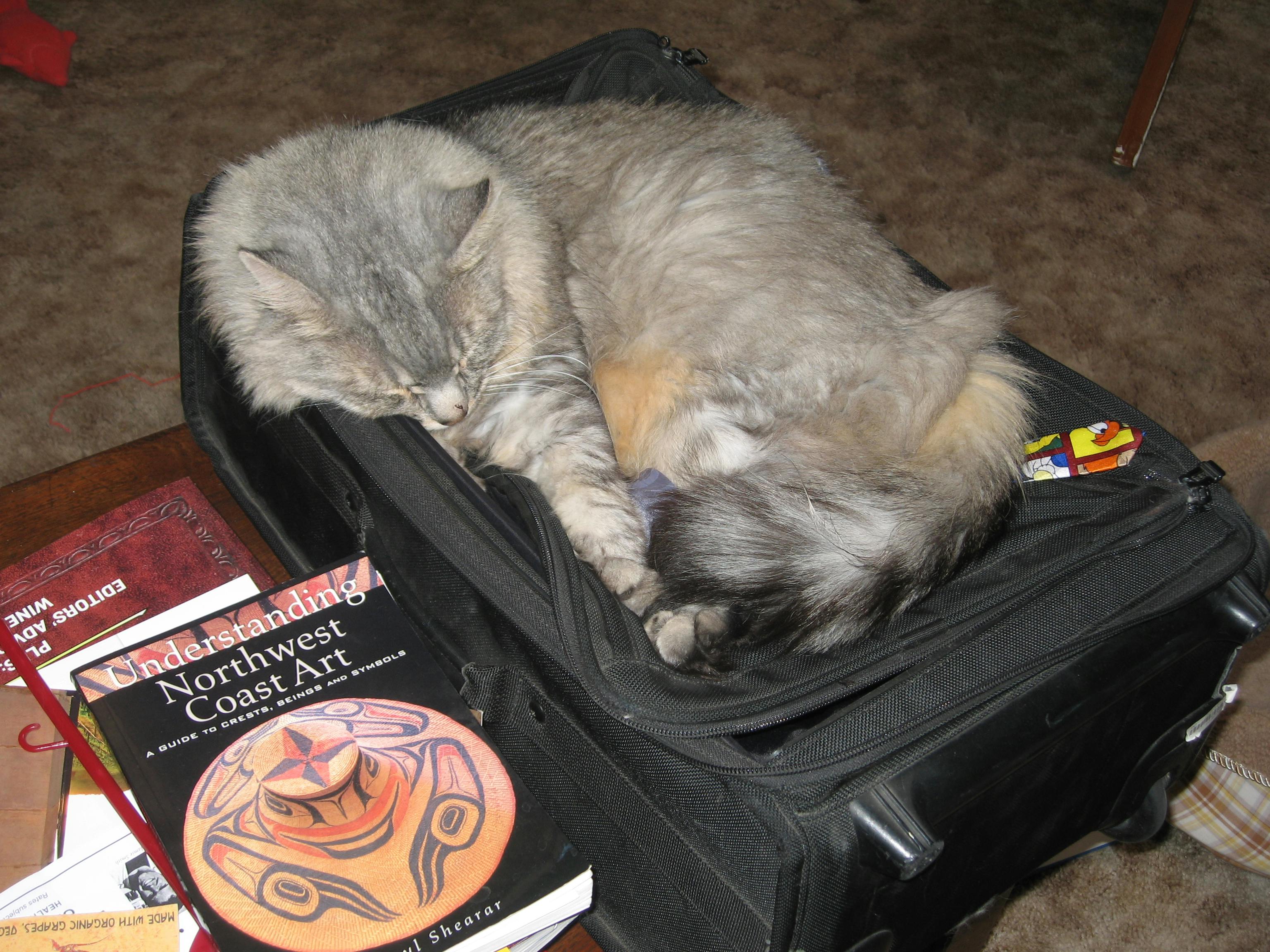 Free Stock Photo Of Cat Cat In Luggage Cat Sleeping