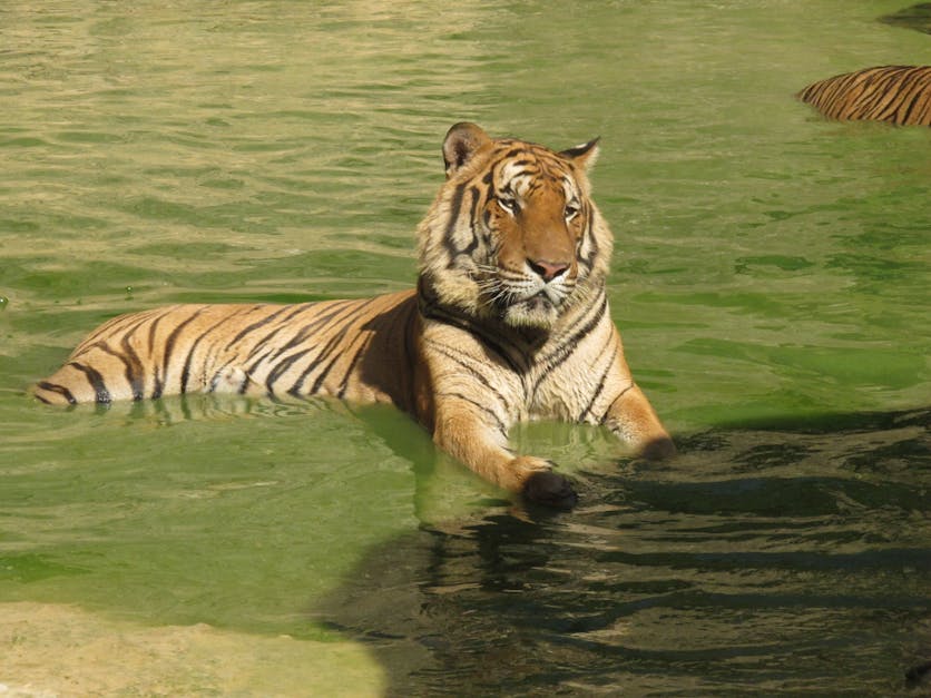Free stock photo of thailand, tiger, wild cat