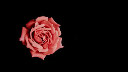 A Beautiful Pink Rose in Black Background