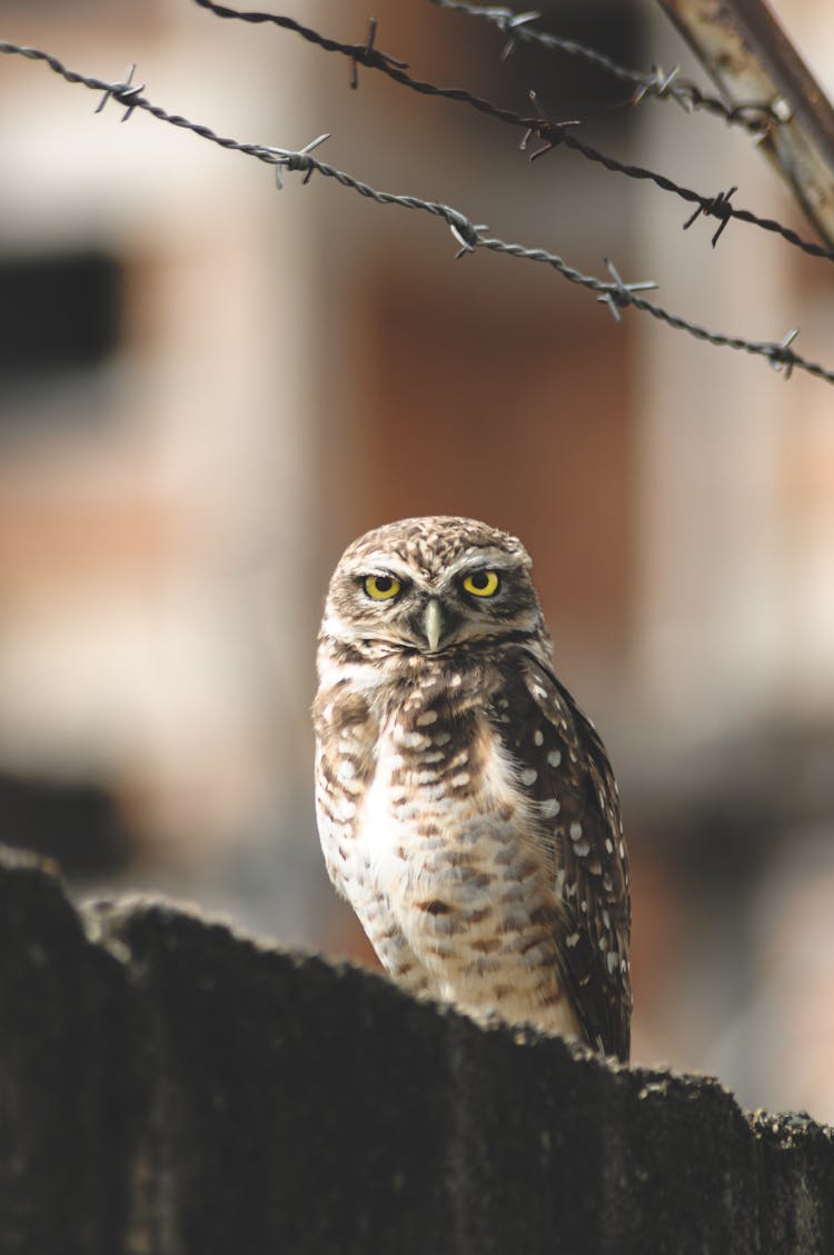 A Burrowing Owl Perched On A Wall