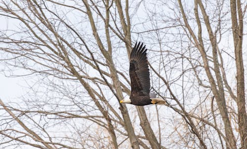 Free An Eagle Flying Under Bare Trees Stock Photo