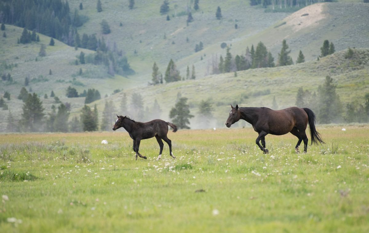 Yeşil çayırda özgürce koşan neşeli atlar, Happy Hooves Zaman Takip Aracı temasını yansıtıyor