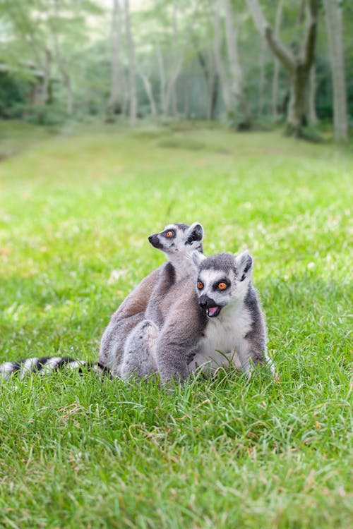 Gray and White Lemur on Green Grass Field