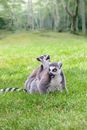 Gray and White Lemur on Green Grass Field