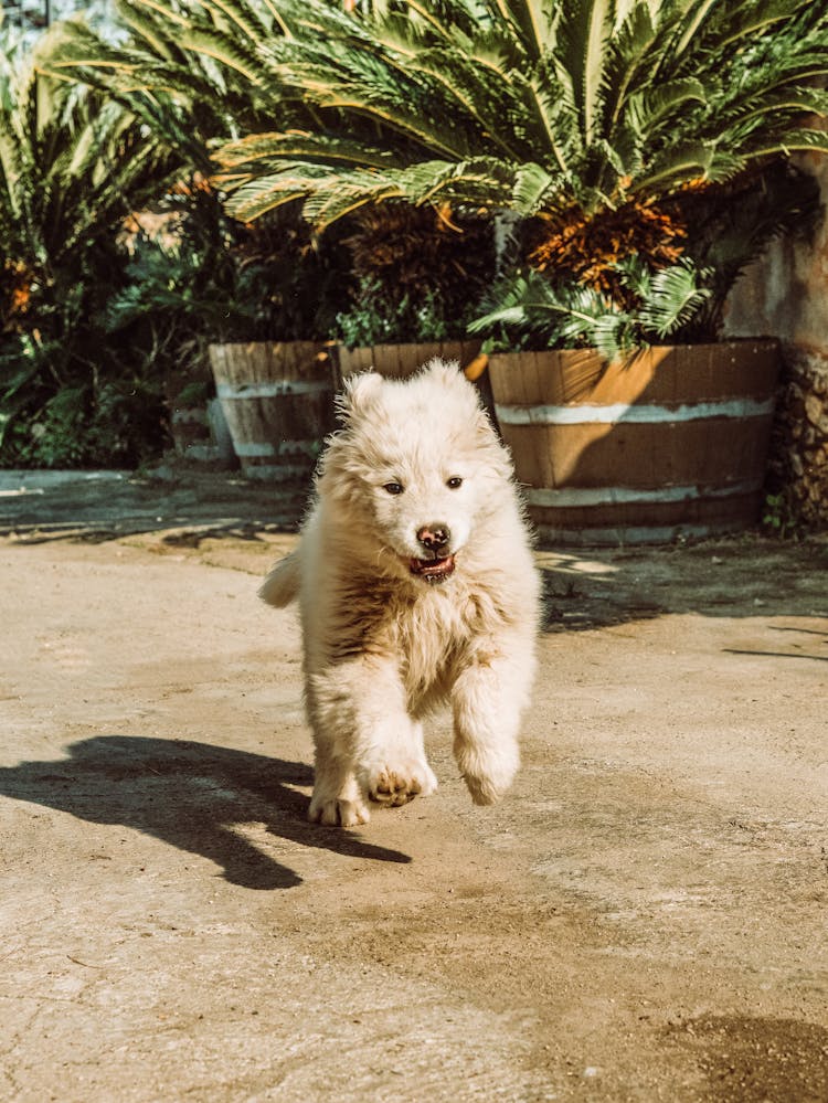 A Long Coated Dog Running On Ground