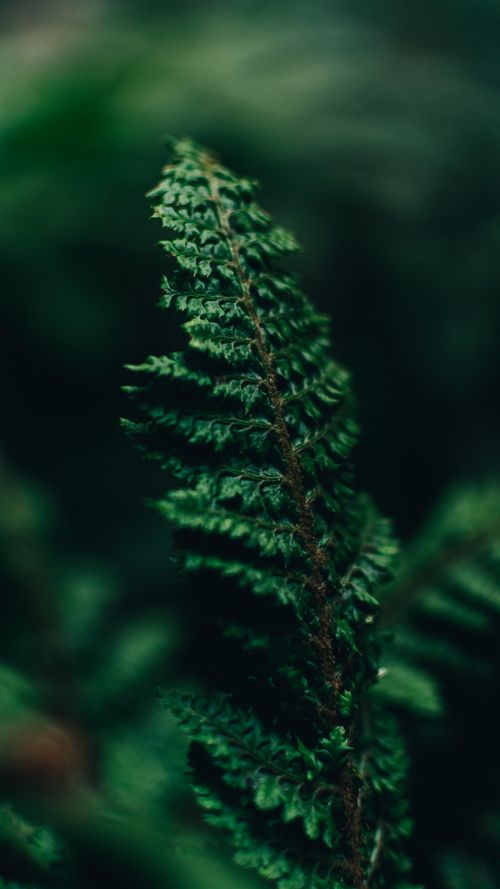 Free A detailed close-up of a green wood fern leaf with a blurred natural background. Stock Photo