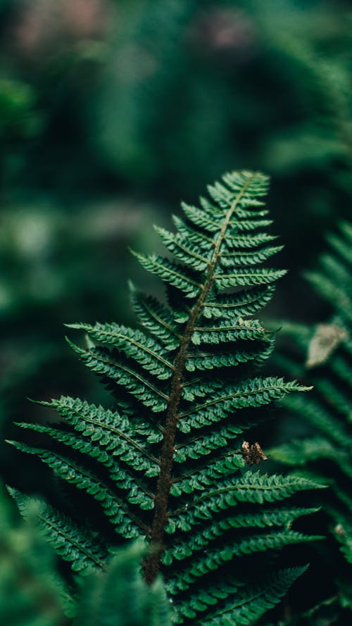 Close-Up Shot of Fern Leaves