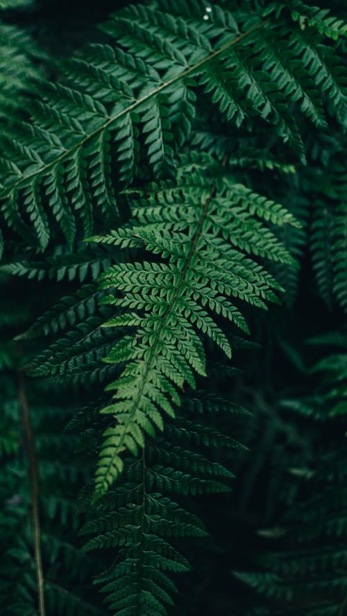 Free Vibrant close-up of wood fern leaves, showcasing the intricate patterns and vivid green hues. Stock Photo